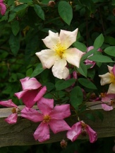 Mutabilis Rose, The Butterfly Rose, Rosa chinensis 'Mutabulis'